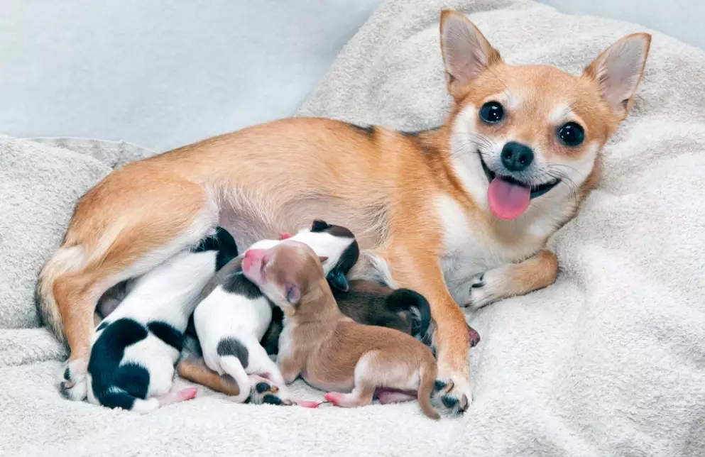 6 week old puppy separation 6 week old puppy separation