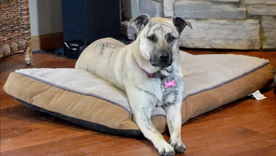 stop dog guarding bed stop dog guarding bed