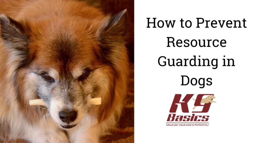 dog resource guarding dog resource guarding