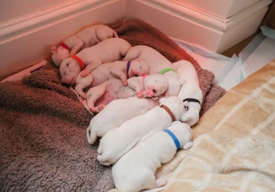 puppy leaving mother 7 weeks puppy leaving mother 7 weeks