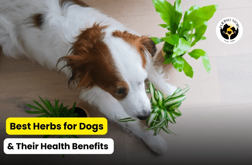 safe herbs for dogs