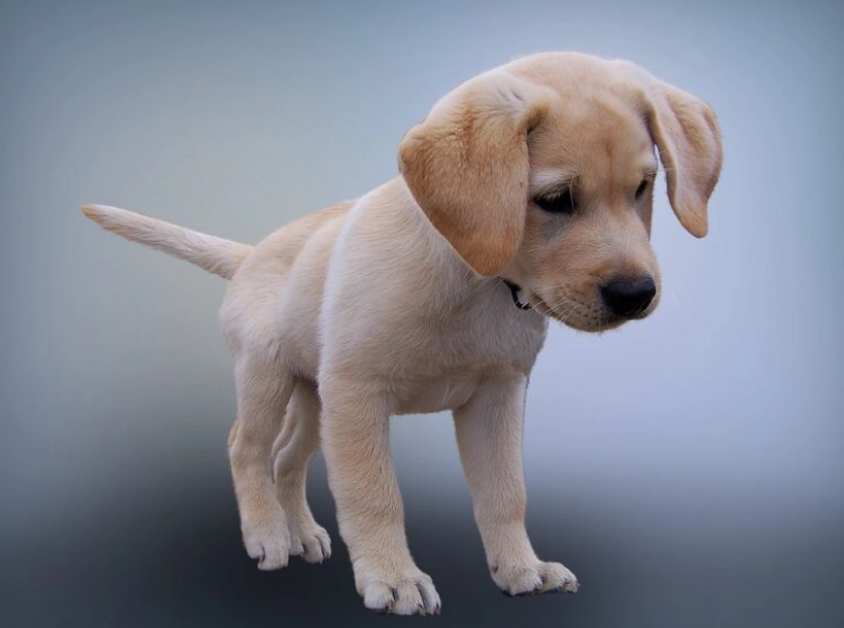 12 week old puppy behavior