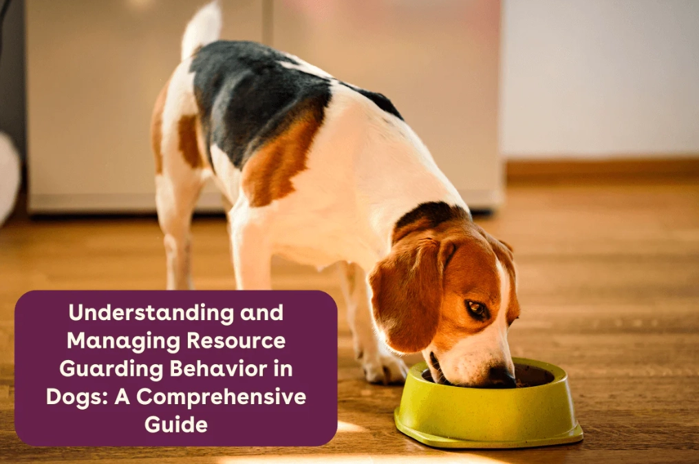 What dogs are most prone to resource guarding?