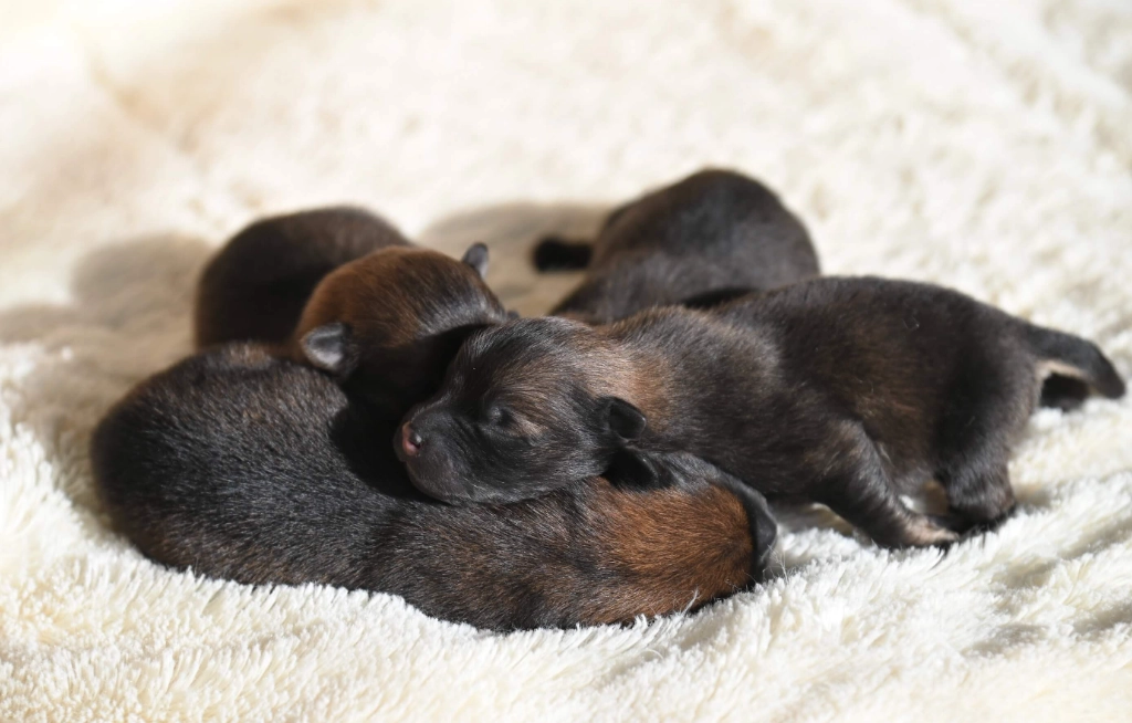 when can puppies leave their mother