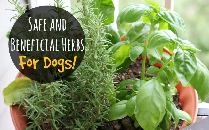 herbs for dogs