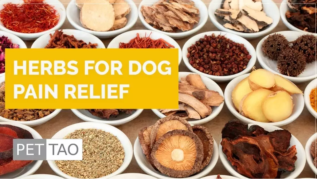 herbs for dogs