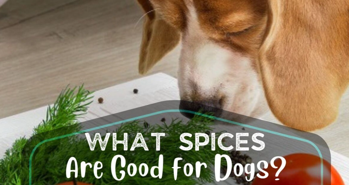 spices safe for dogs