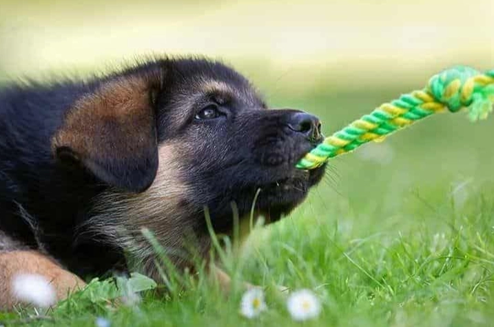 when can puppies leave their mother when can puppies leave their mother