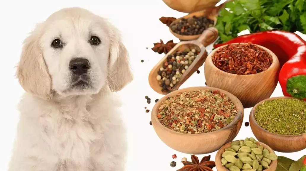dog-friendly spices