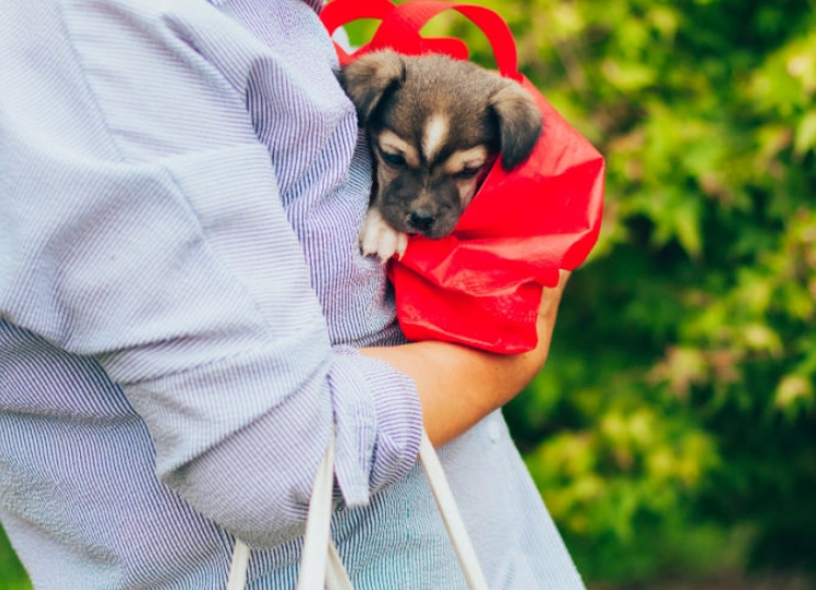 early weaning in puppies early weaning in puppies