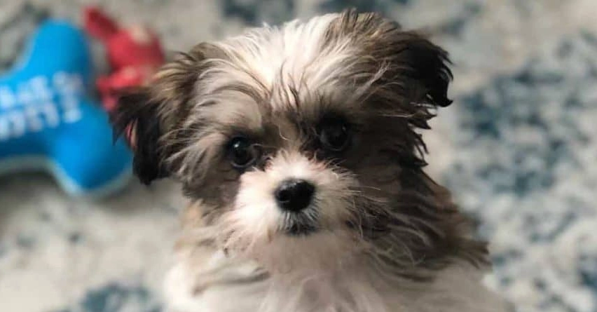 How long can puppies leave mother at 7 weeks