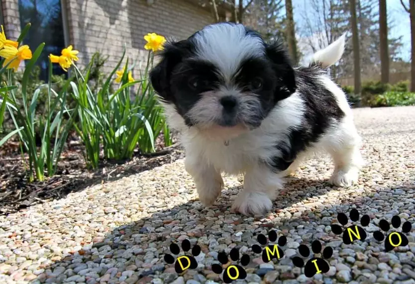 6 week old puppy separation