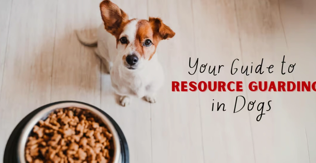 resource guarding in dogs