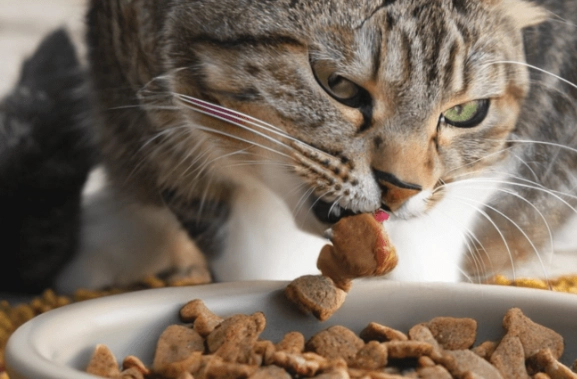 how much dry food to feed a cat per day