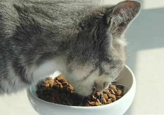 cat feeding chart