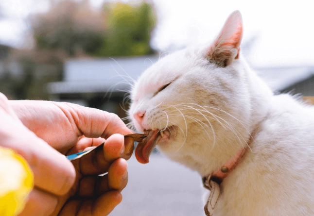 cat feeding chart