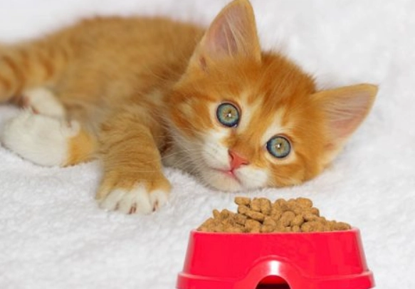 How Much Food Should My Cat Eat Per Day? The Complete Guide