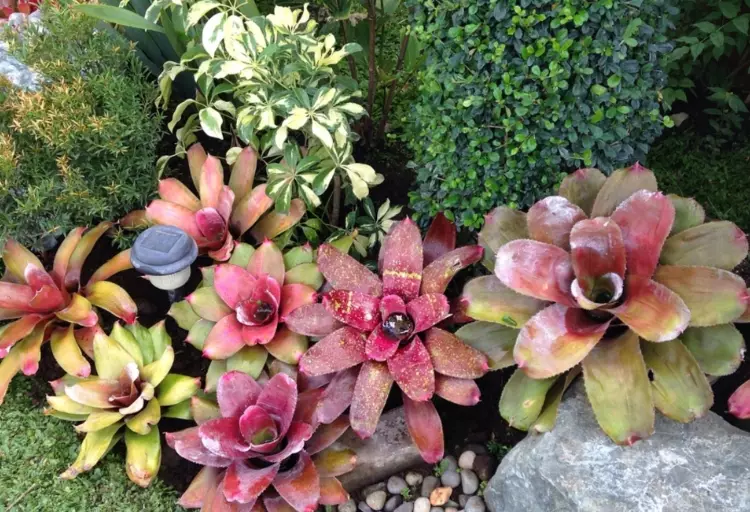 how to care for a bromeliad how to care for a bromeliad