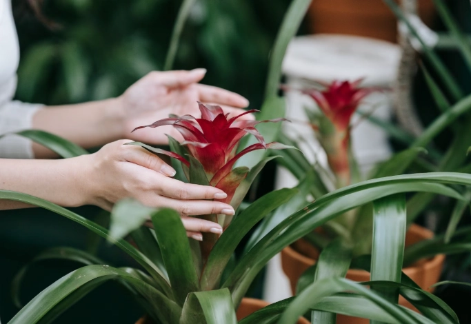 bromeliad plant care bromeliad plant care