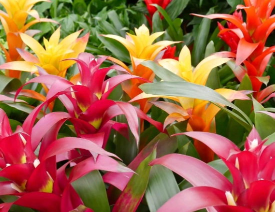 how to care for a bromeliad how to care for a bromeliad
