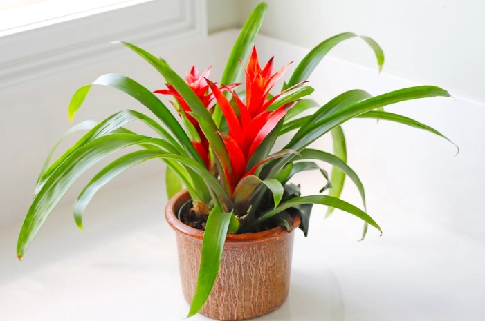 how to care for a bromeliad how to care for a bromeliad
