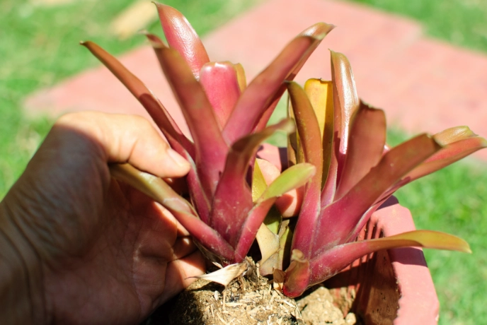 bromeliad care bromeliad care