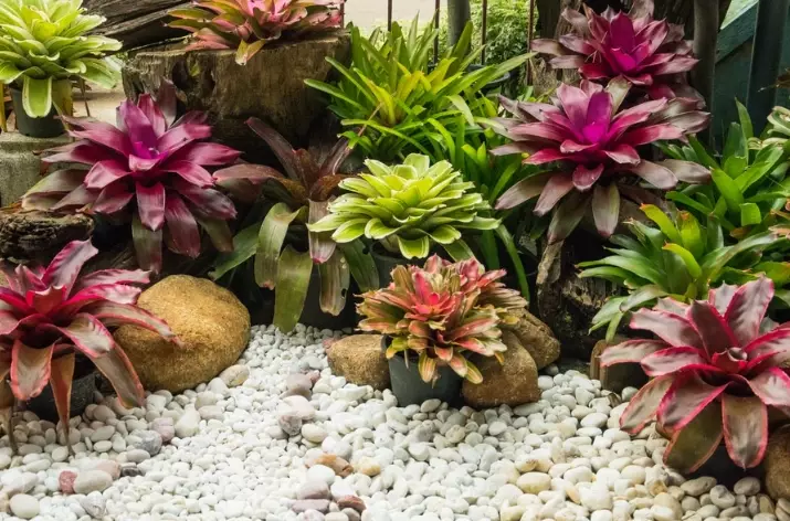 bromeliad care bromeliad care