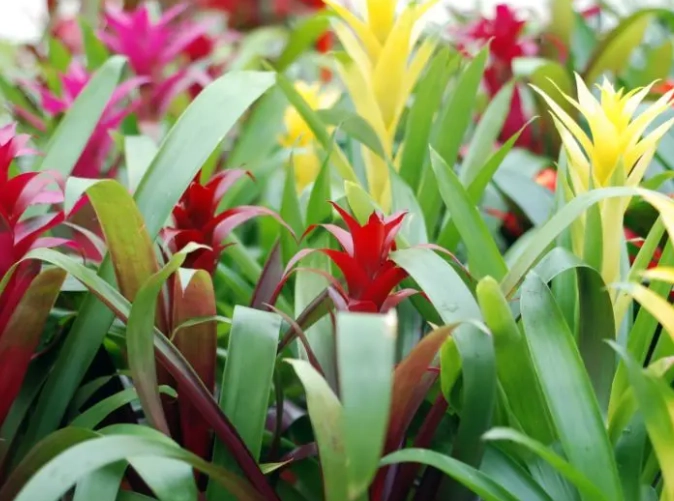 cat safe bromeliads cat safe bromeliads