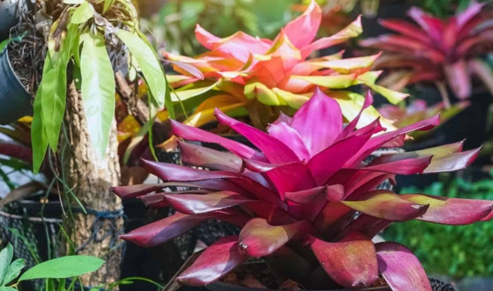bromeliad care bromeliad care