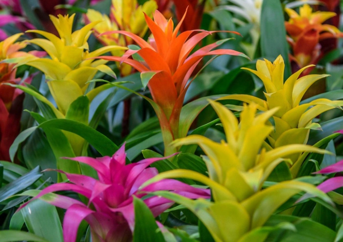 bromeliad plant care bromeliad plant care