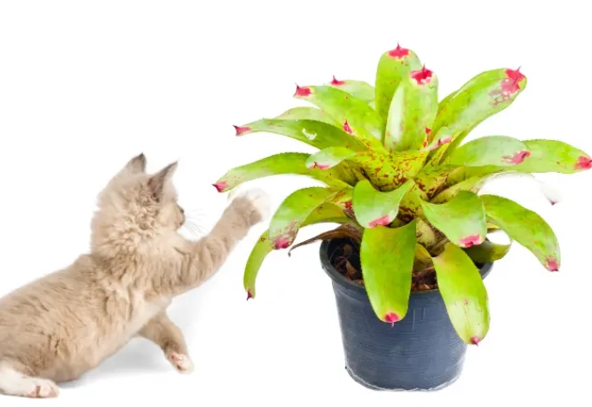 is guzmania safe for cats is guzmania safe for cats