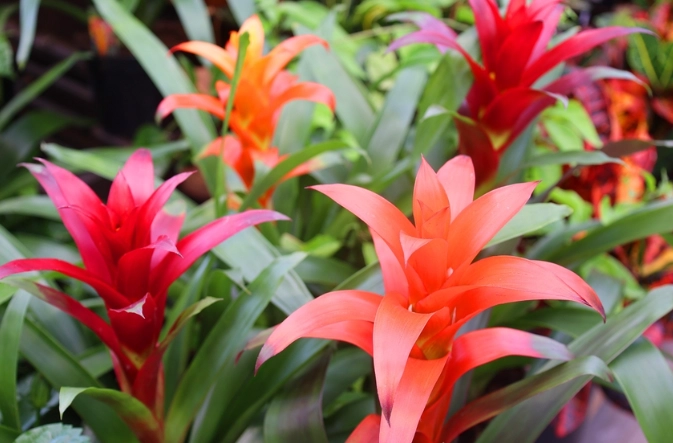 cat safe bromeliads cat safe bromeliads