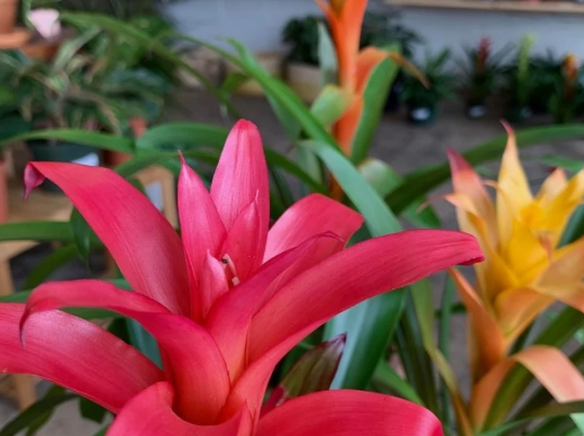 is guzmania safe for cats is guzmania safe for cats