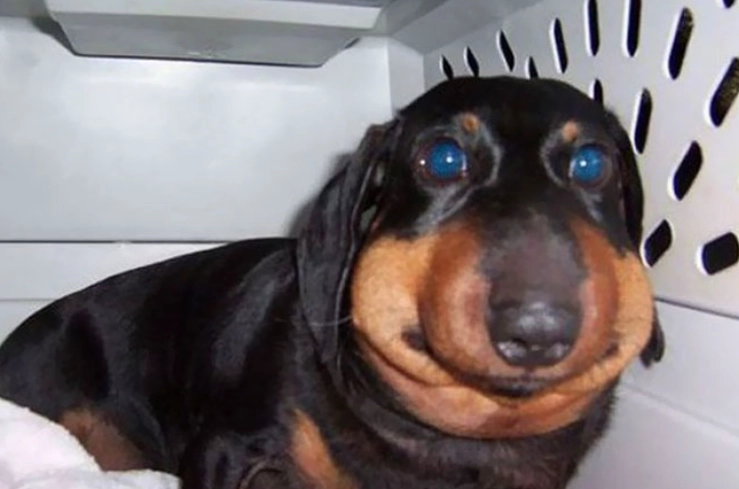 dog bee sting treatment