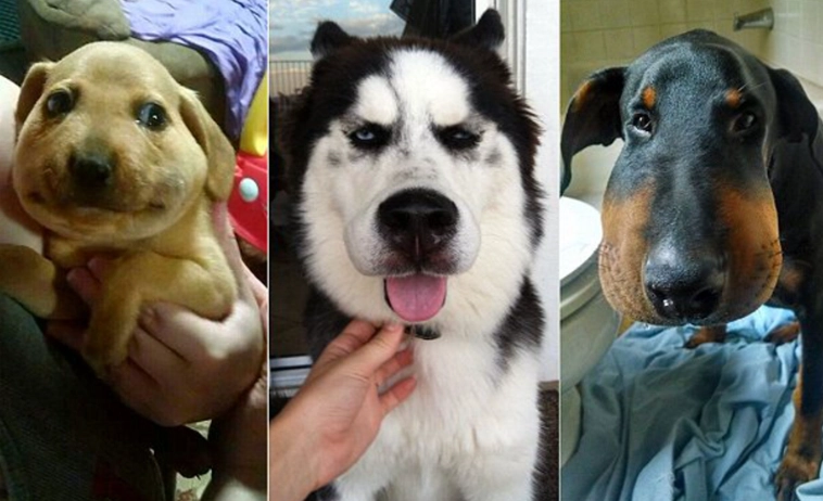 dog face swelling bee sting