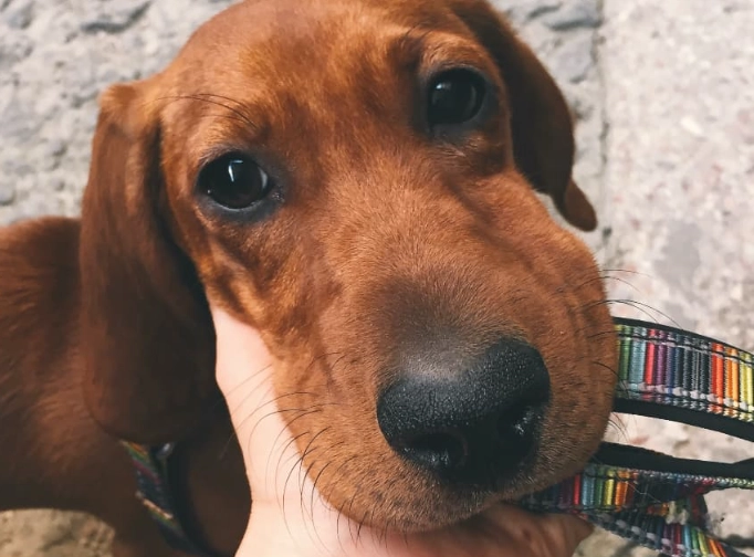 dog face swelling bee sting