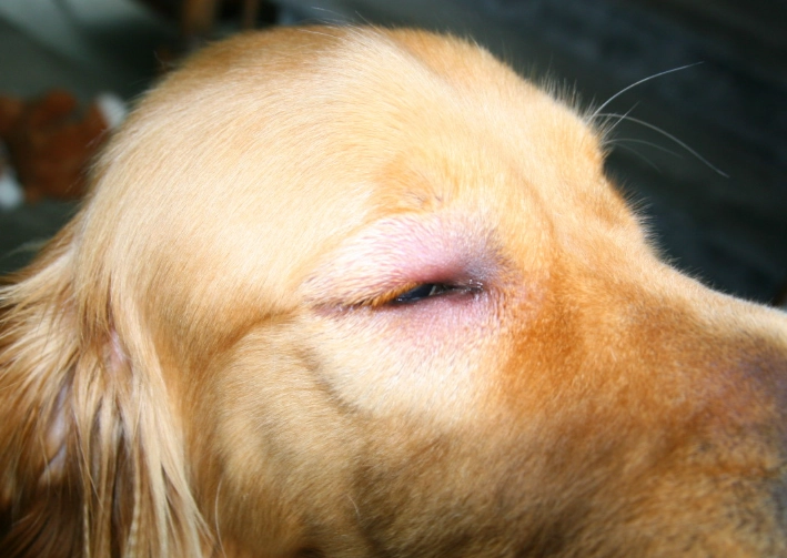 treat bee sting on dog face