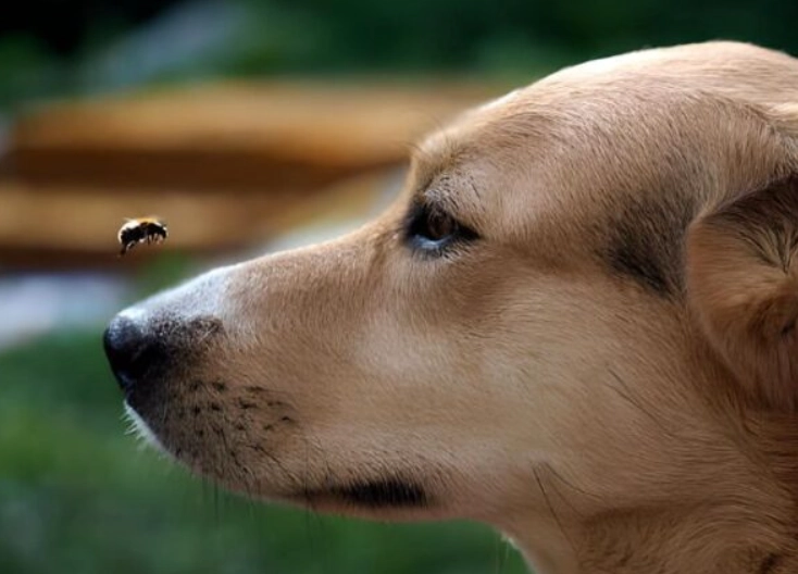 dog bee sting treatment