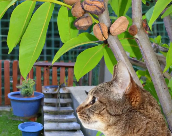are walnut shells toxic to cats