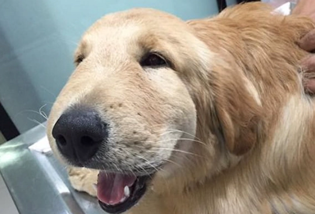 dog bee sting emergency