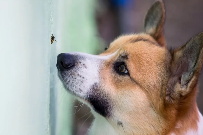 dog allergic reaction bee sting