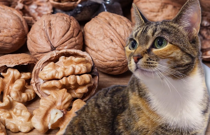 walnut shells cat poisoning
