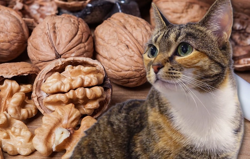 are walnuts safe for cats