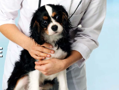 dog allergic reaction bee sting