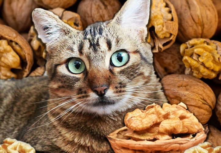 can cats eat walnuts