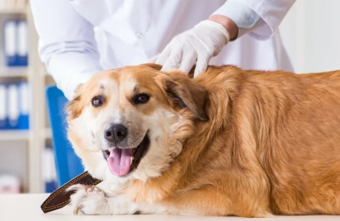 when to take dog to vet for bee sting