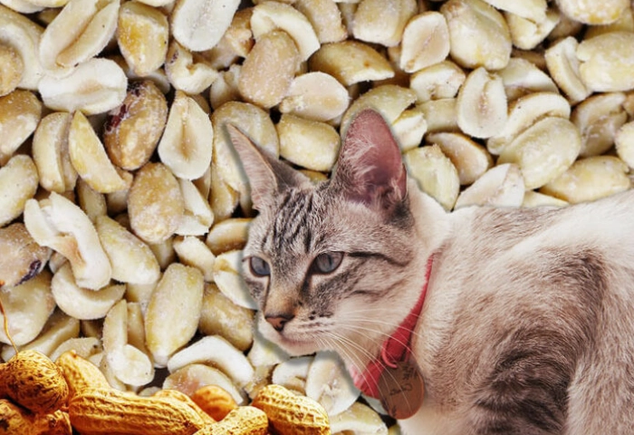 toxic nuts for cats