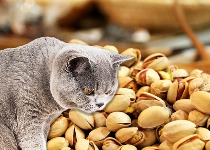 can cats eat walnuts