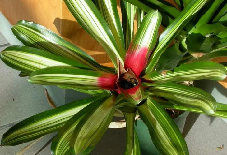 pet safe houseplants