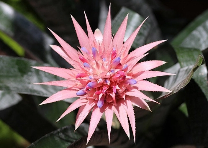 bromeliads safe for pets